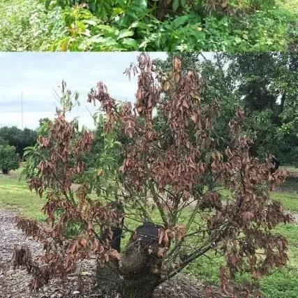 thumbnail for publication: Recomendaciones para el Control y Mitigación de la Marchitez del Laurel y sus Vectores, los Escarabajos Ambrosia, en Arboledas Comerciales de Aguacate en Florida